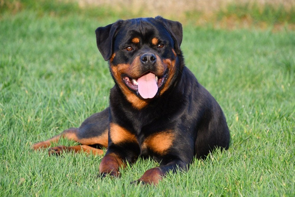 Rottweiler dekreu - met stamboom, Dieren en Toebehoren, Reu, 1 tot 2 jaar, Buitenland, CDV (hondenziekte)