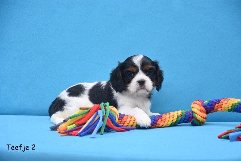 Prachtige Cavalier King Charles pupjes, België, CDV (hondenziekte), 8 tot 15 weken, Meerdere