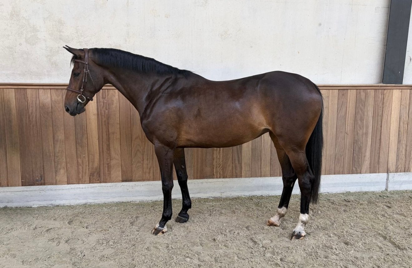 Gezocht fijne springpaarden, Dieren en Toebehoren