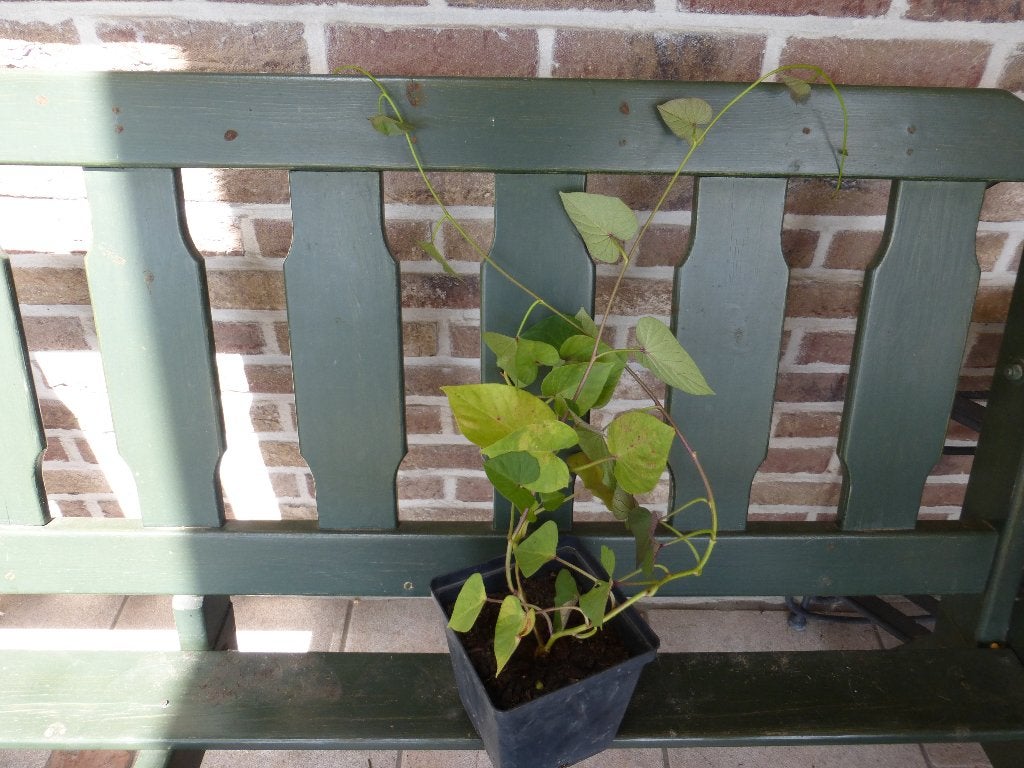 ZOETE AARDAPPEL /BATAAT, Ophalen