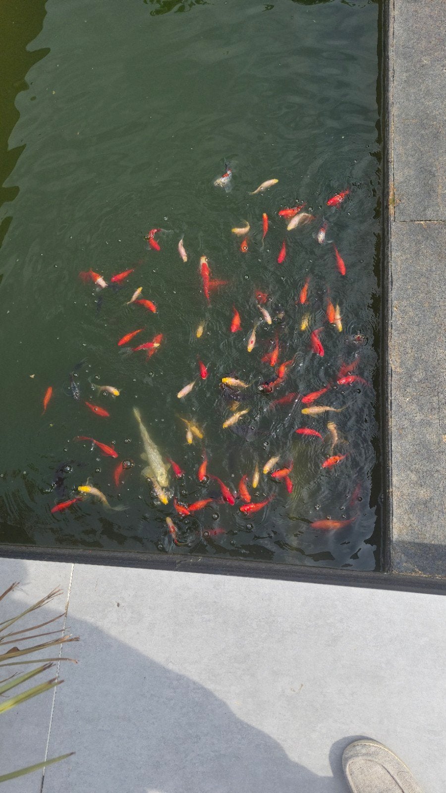 vijver vissen, Animaux & Accessoires, Poissons | Poissons d'étang, Poisson(s) rouge(s)