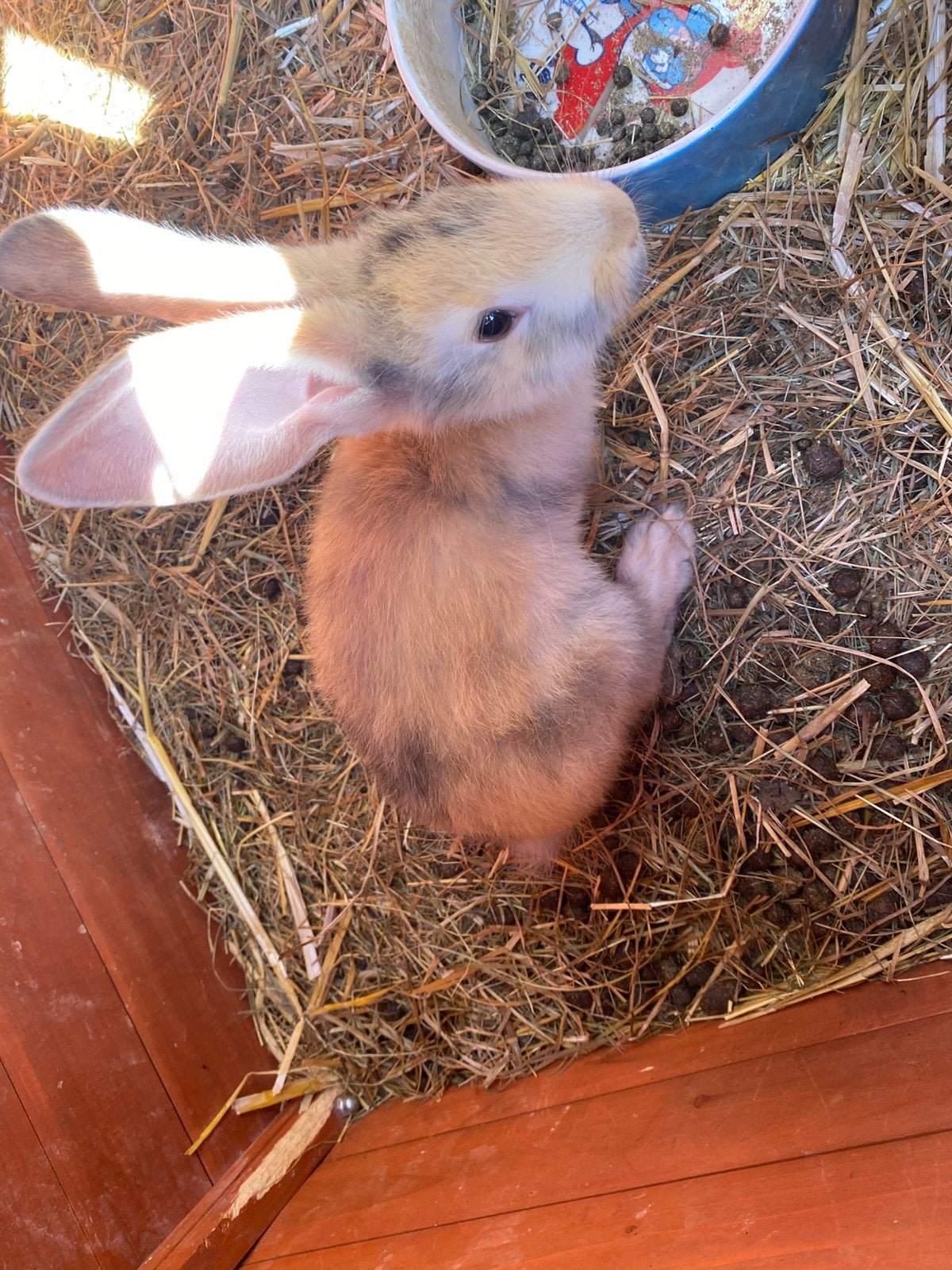 Vlaamse reus, Dieren en Toebehoren, Konijnen, Meerdere dieren, Groot, 0 tot 2 jaar