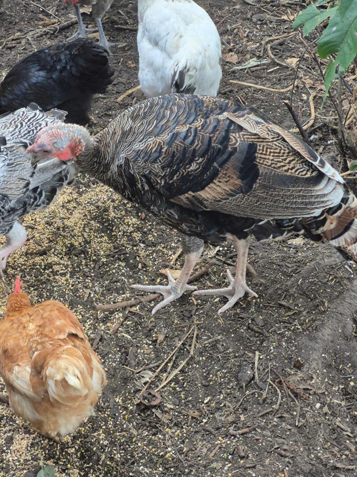kalkoen Haan te koop of ruilen tegen bruine hen, Dieren en Toebehoren, Pluimvee, Kalkoen
