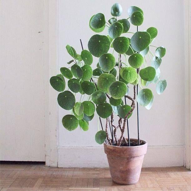 Plants à crêpes pilea, Maison & Meubles, Plantes d'intérieur, Enlèvement ou Envoi