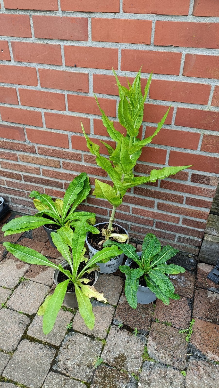 Grote kaardenbol planten , hommel/putterplant, Tuin en Terras, Planten | Tuinplanten, Volle zon, Tweejarig, Zomer, Ophalen