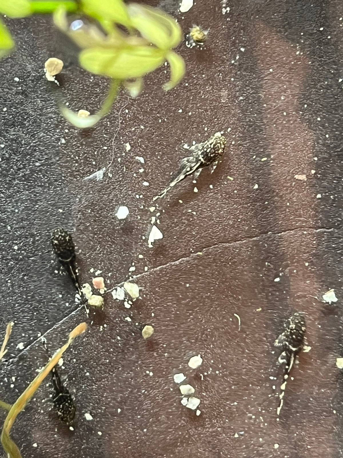 Ancistrus, Dieren en Toebehoren