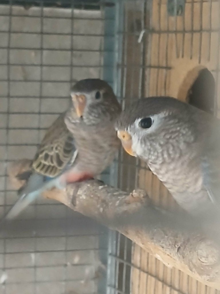 bourke, Geslacht onbekend, Parkiet