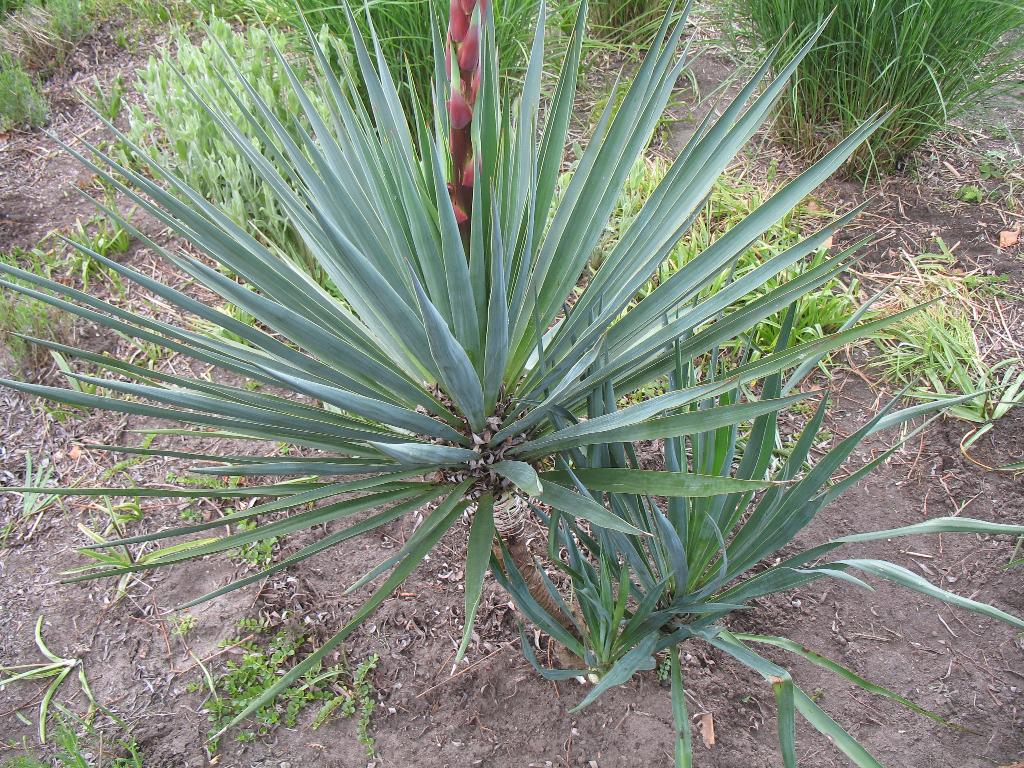 Yucca filamentosa palmlelie,winterhard, Tuin en Terras, Planten | Tuinplanten, Ophalen