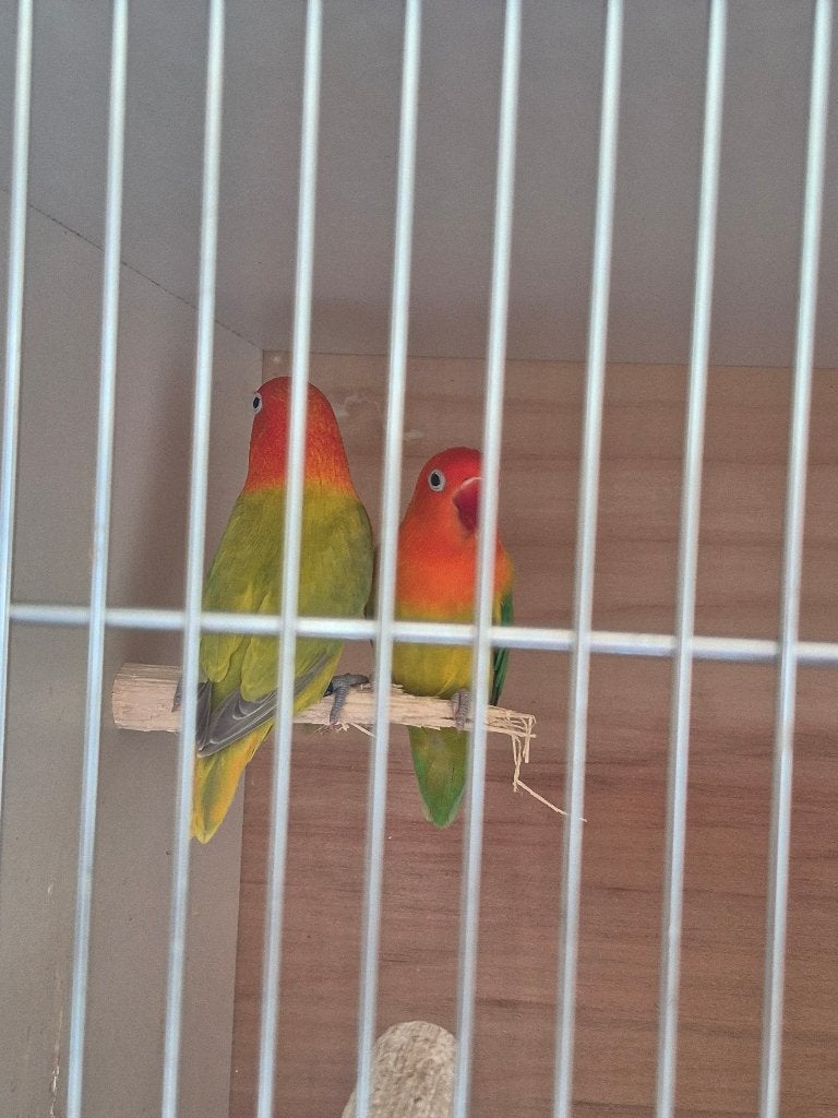 Kweekkoppel fischeri, Dieren en Toebehoren, Dwergpapegaai of Agapornis