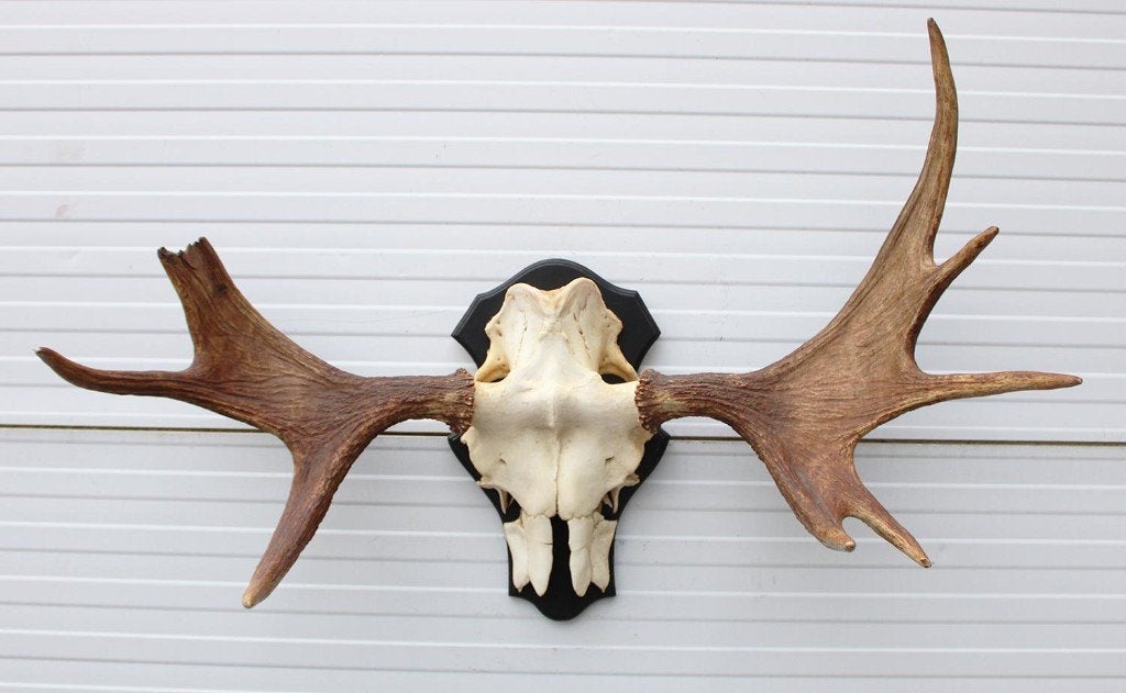 Opruiming: SCANDINAVISCH ELAND GEWEI OP SCHILD (ref. BOC), Verzamelen, Dierenverzamelingen, Gebruikt, Gewei of Kop, Hert, Ophalen
