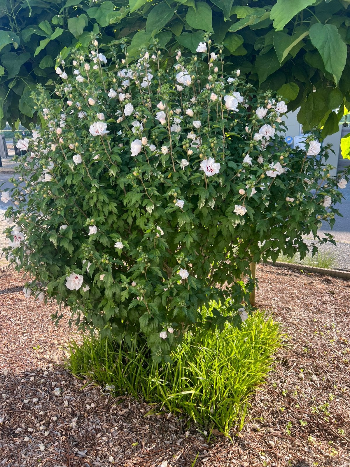 Witte Hibiscus plant, Tuin en Terras, Planten | Struiken en Hagen, Ophalen, Struik, 100 tot 250 cm