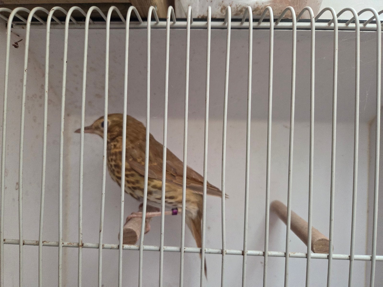 zanglijsters, Dieren en Toebehoren, Meerdere dieren, Wildzangvogel, Geringd