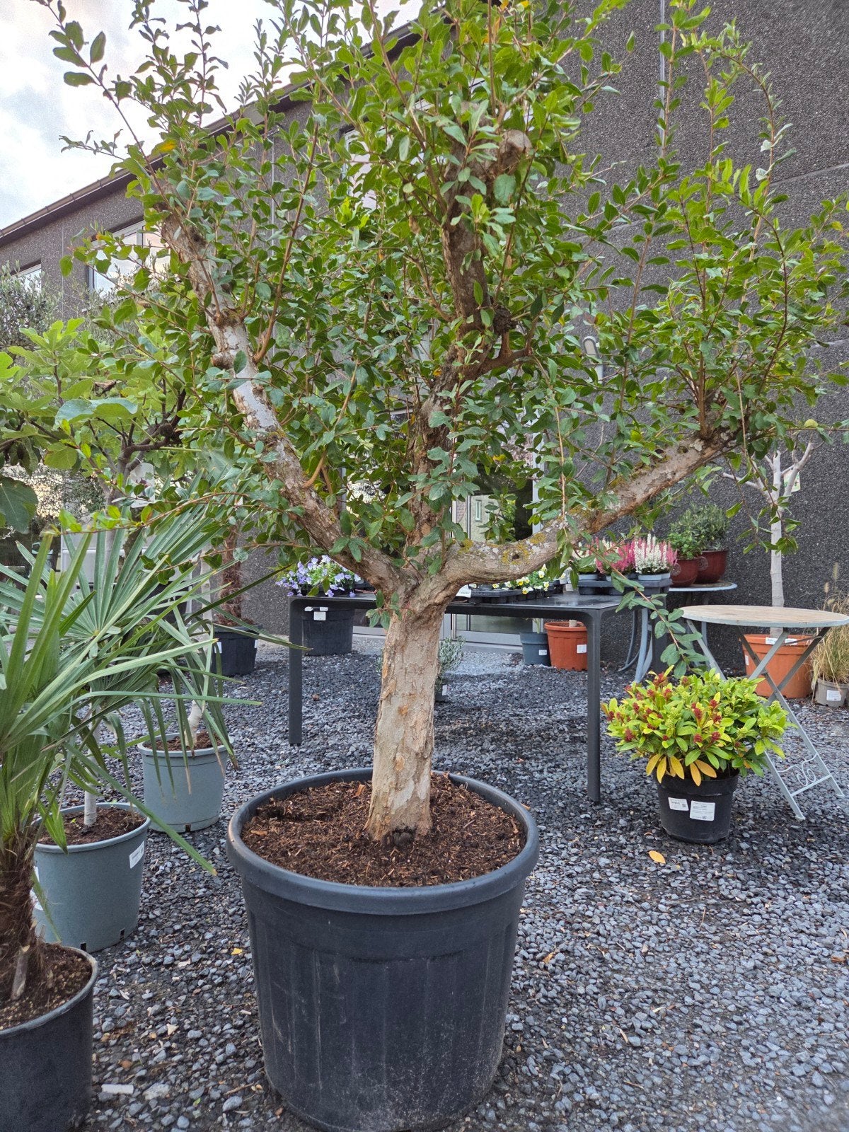 Granaatappelboom mooi vertakte, Jardin & Terrasse, Enlèvement