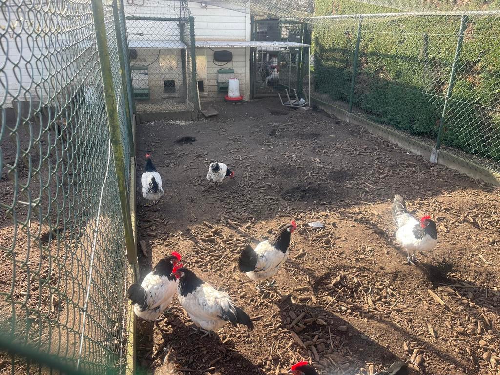 Broedeieren zwarte Lakenvelder, Dieren en Toebehoren, Pluimvee, Geslacht onbekend, Kip