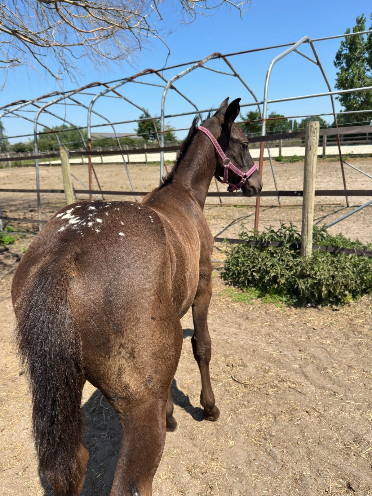 Appaloosa unique de Casall ASK, Animaux & Accessoires, Avec pedigree, 160 à 165 cm, 0 à 2 ans, Jument