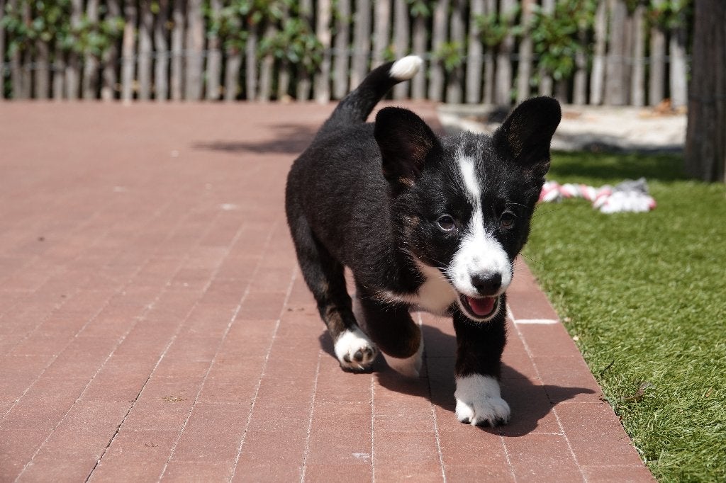 Prachtige Welsh Corgi Cardigan pups, met stamboom, Dieren en Toebehoren, België, Overige rassen, 8 tot 15 weken, CDV (hondenziekte)