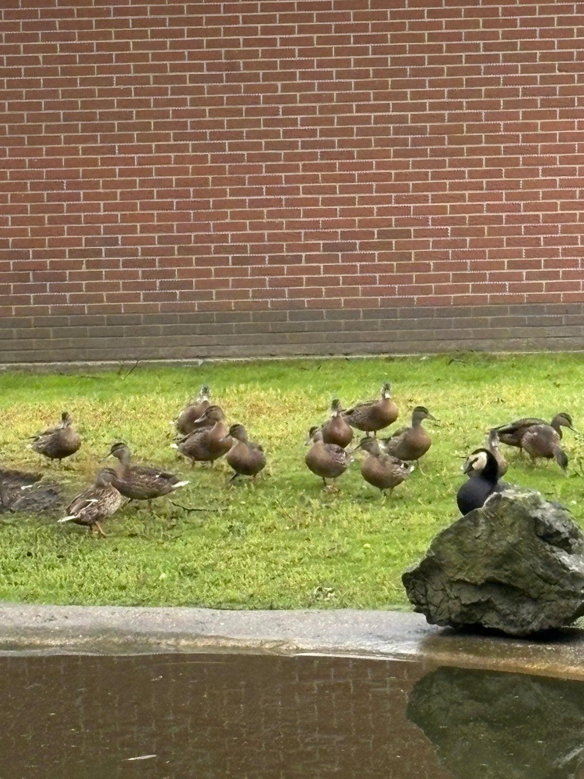 Canards sauvages, Animaux & Accessoires, Volatiles, Canard, Plusieurs animaux
