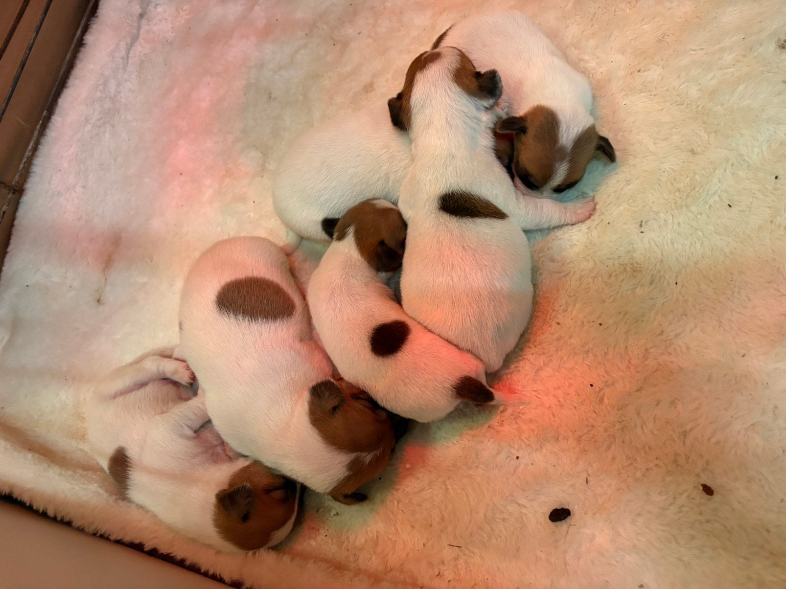 Chiots jack Russell pure race, Enlèvement ou Envoi