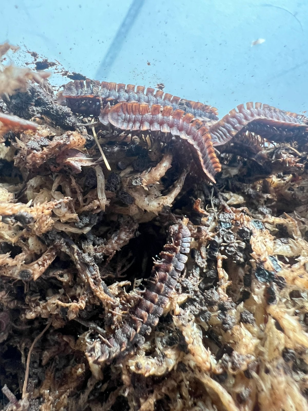 Macellolophus rubromarginatus, Animaux & Accessoires