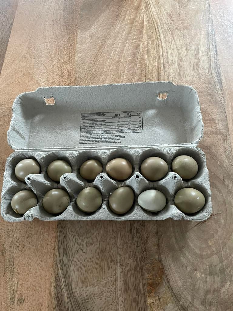 Fazanten eitjes, Dieren en Toebehoren, Pluimvee, Overige soorten