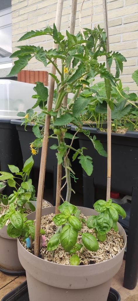 Tomaten planten te koop., Ophalen
