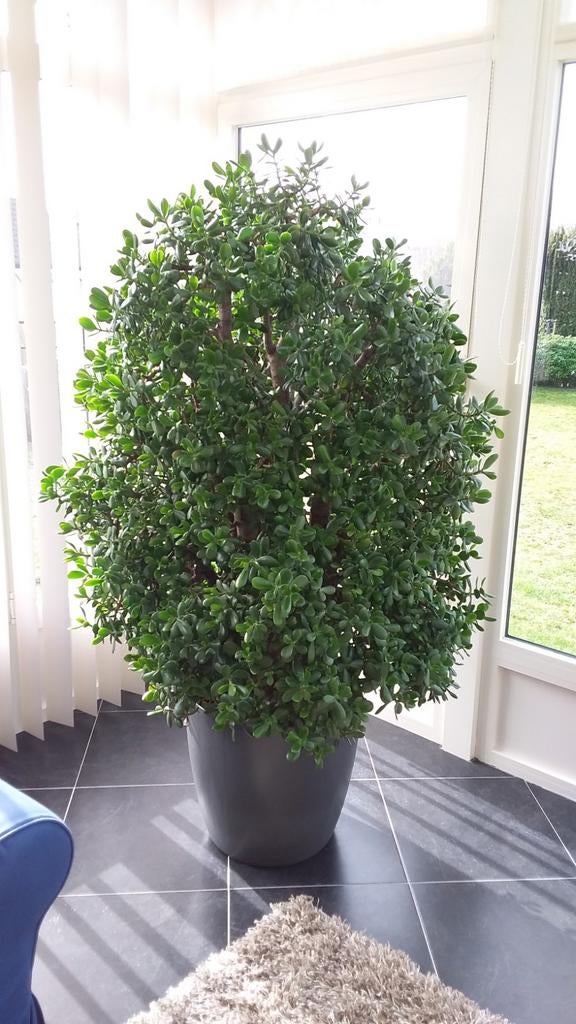 A vendre arbre à monnaie de 55 ans avec pot de 180 cm de hau, Plante succulente, En pot, Plante à fleurs, Ombre partielle