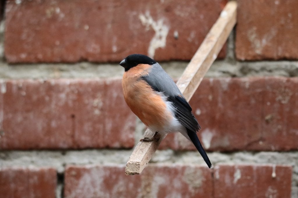 goudvink, Dieren en Toebehoren, Wildzangvogel, Geringd