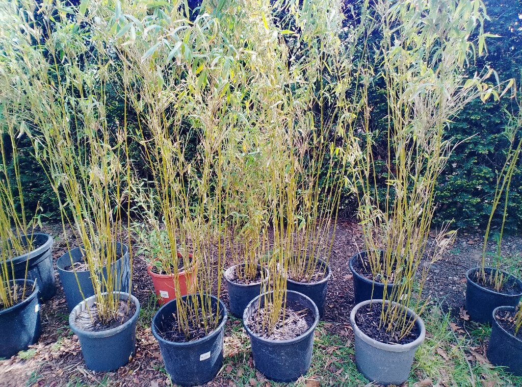 Fargesia Beautiful Bamboo (non envahissant !) 10+1 gratuit, Enlèvement, Bambou, Haie, 100 à 250 cm