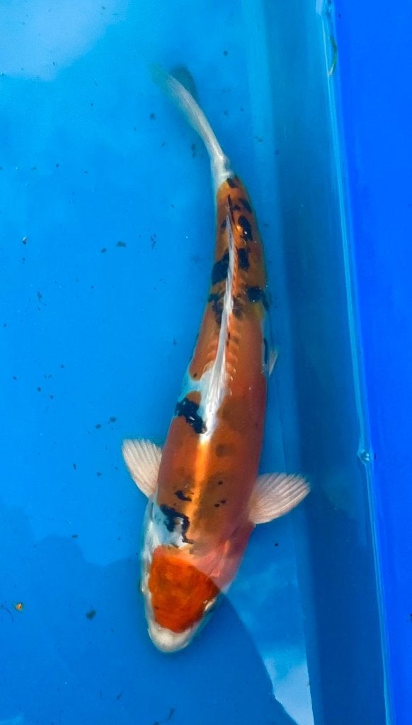 Tosai Beni Kikokuryu 25cm, Dieren en Toebehoren, Vissen | Vijvervissen, Karper of Koi