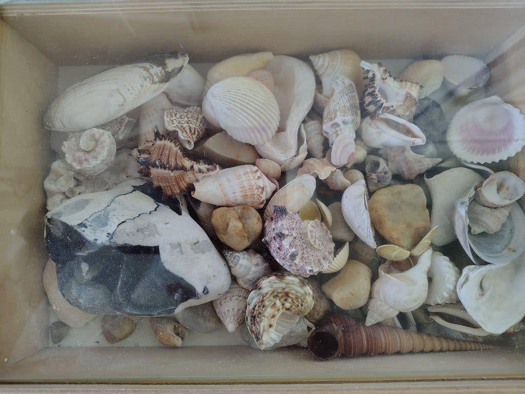 Schelpen, Verzamelen, Ophalen, Schelp(en)