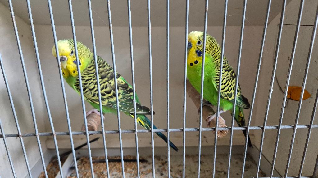 Verschillende parkieten, Plusieurs animaux, Perruche, Bagué