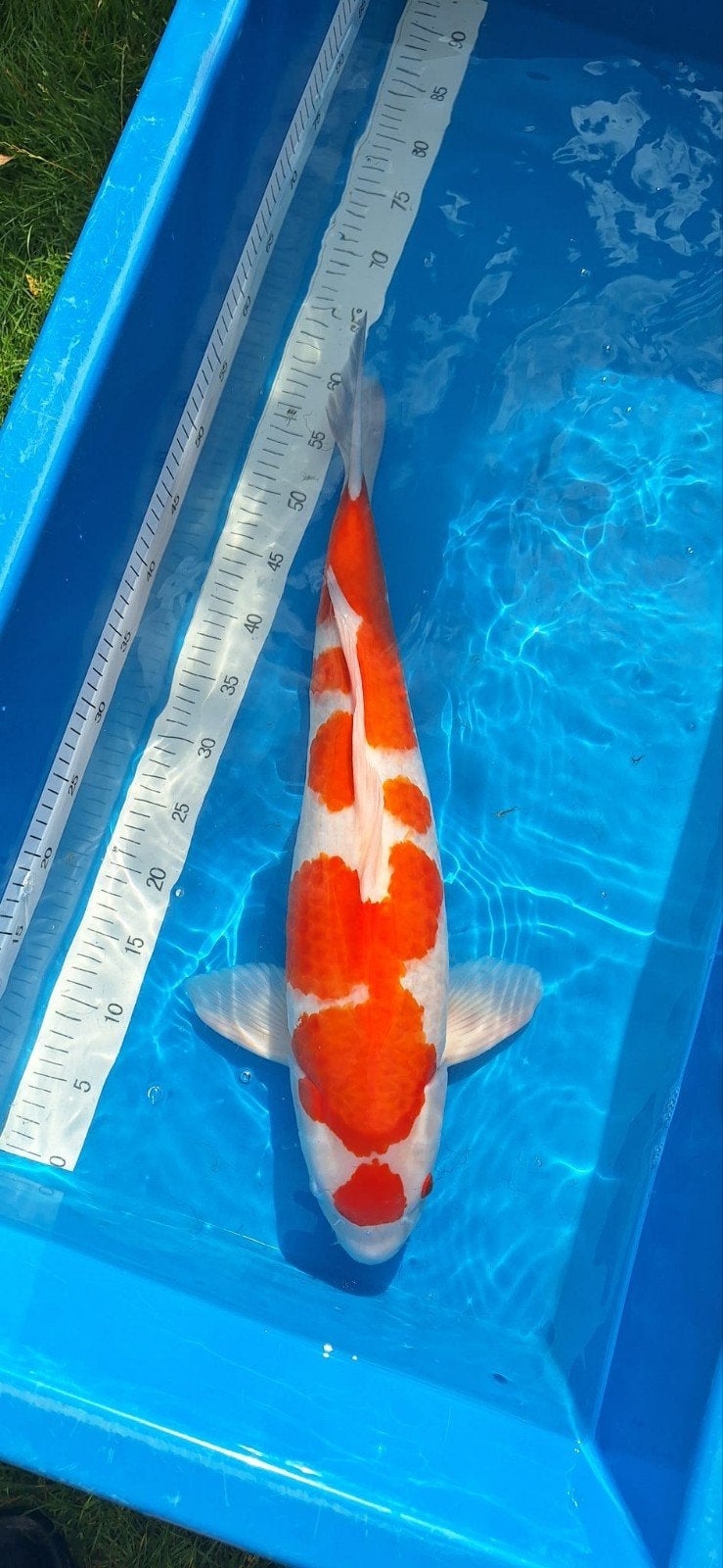 Kohaku Tanaguchi 63 cm, Dieren en Toebehoren, Vissen | Vijvervissen