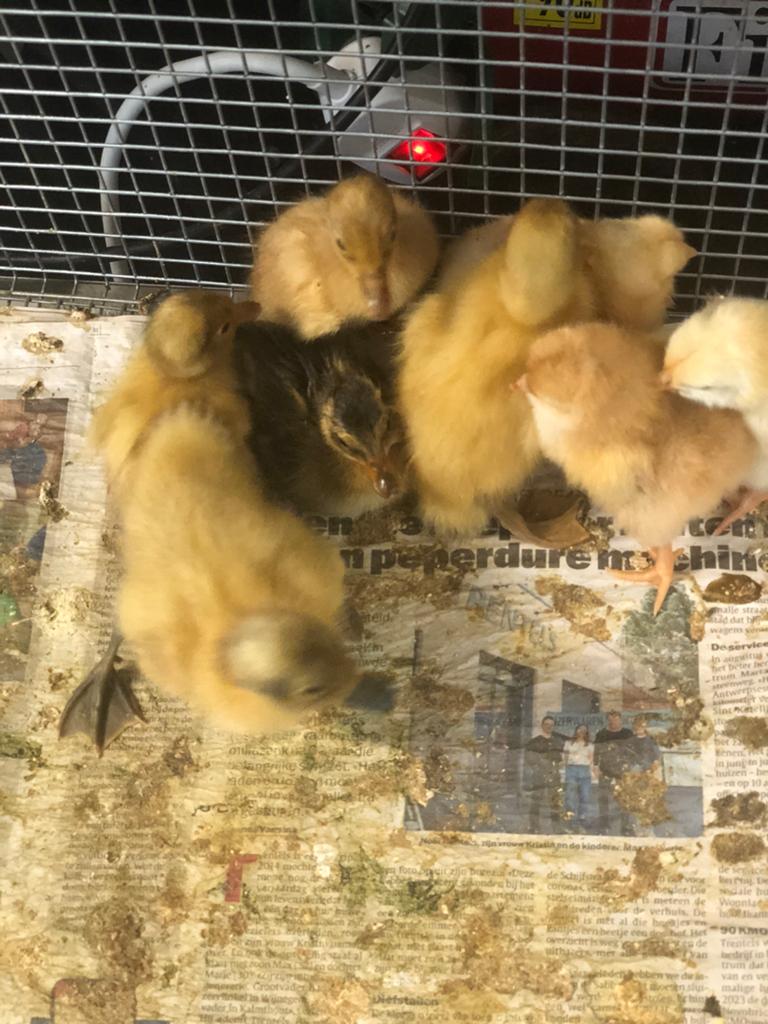 Indische loopeend kuikens, Dieren en Toebehoren, Pluimvee