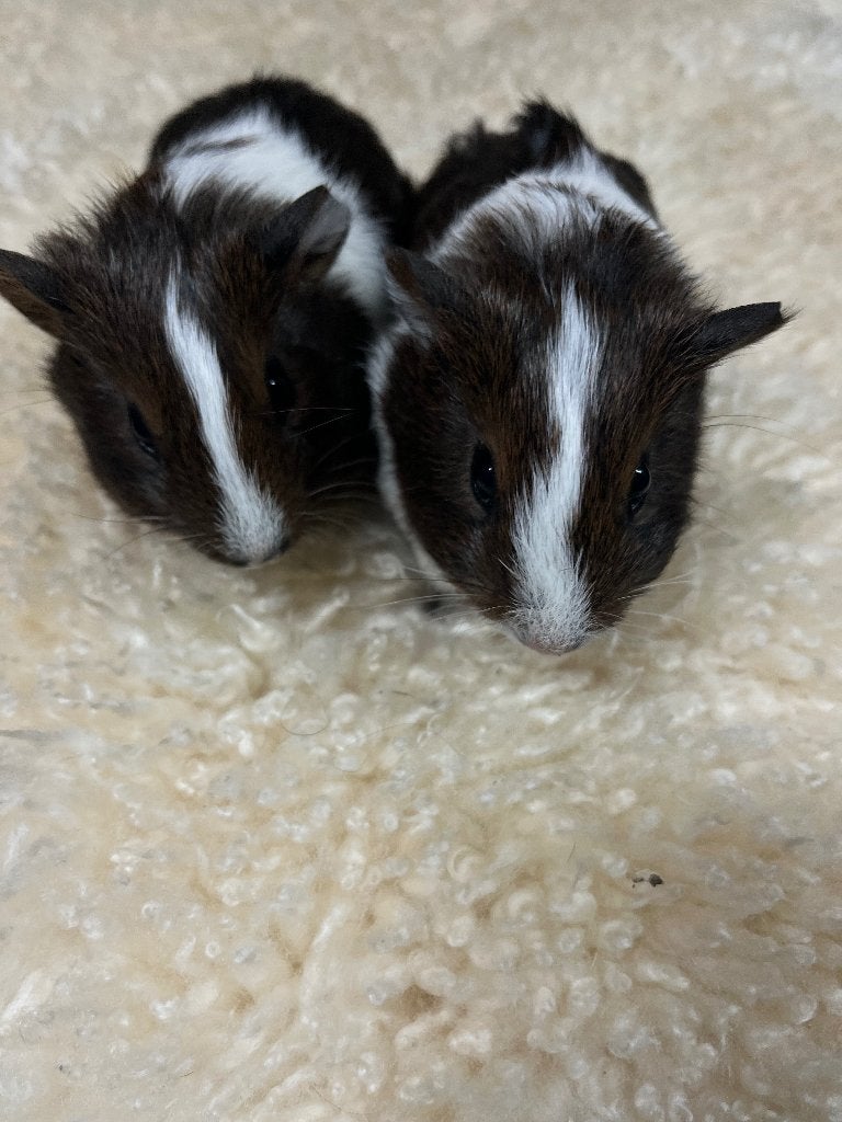 Cavia’s, Animaux & Accessoires, Mâle, Domestique, Septembre, Cobaye