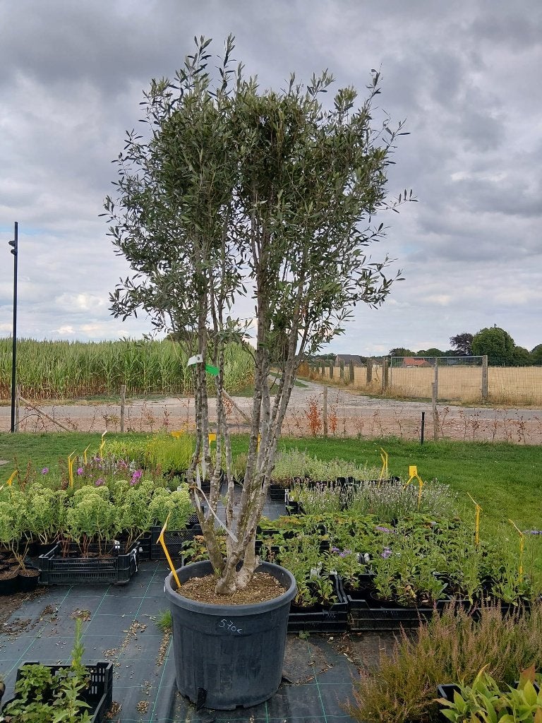 Meerstammige bomen, blikvangers, Ophalen, In pot, Overige soorten