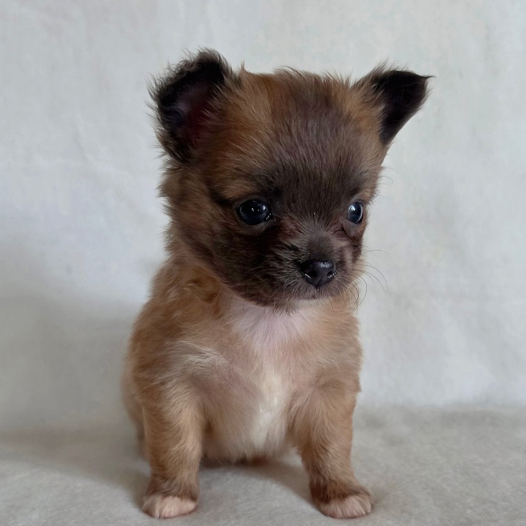 Chihuahua pup (reutje), Parvo, België, Particulier, Reu