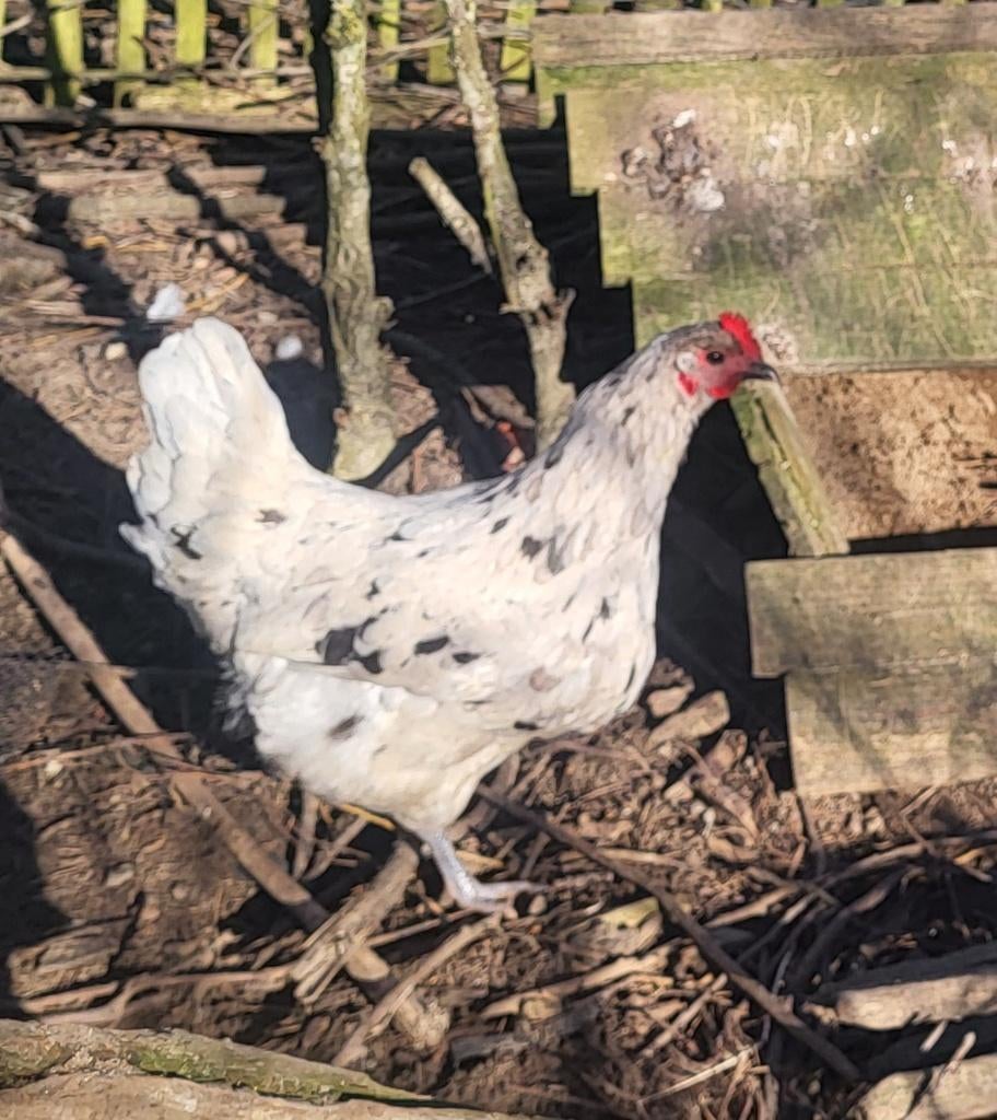 Broedeieren australorp splash, Dieren en Toebehoren