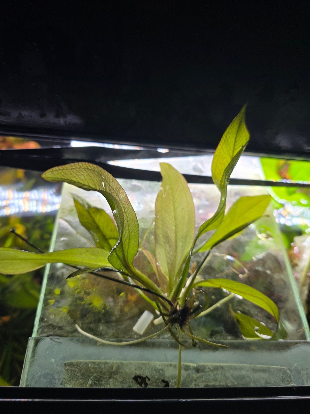 Echinodorus bleheri ,les jeunes plants que je viens de sépar, Enlèvement ou Envoi, Neuf, Plante(s), Pierre ou Bois