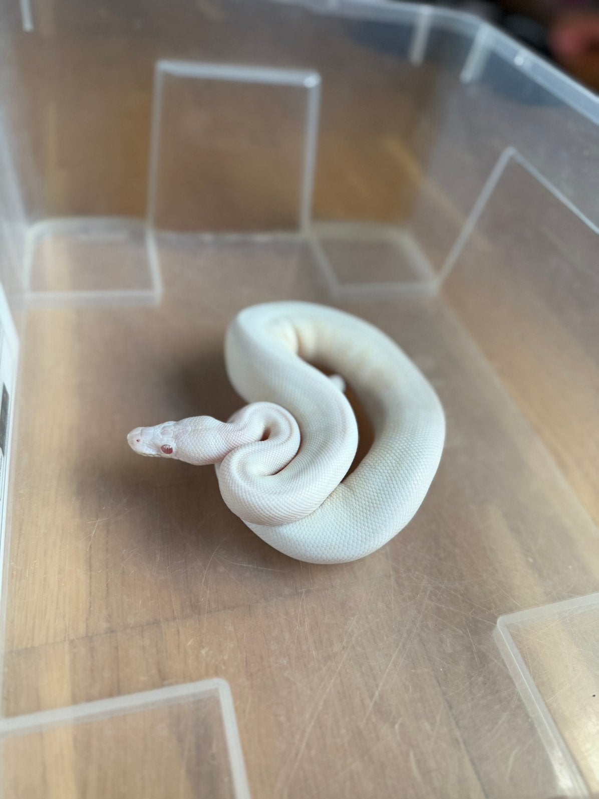 Femelle, python albinos het piedball avec terrarium, Animaux & Accessoires, Reptiles & Amphibiens | Accessoires, Enlèvement