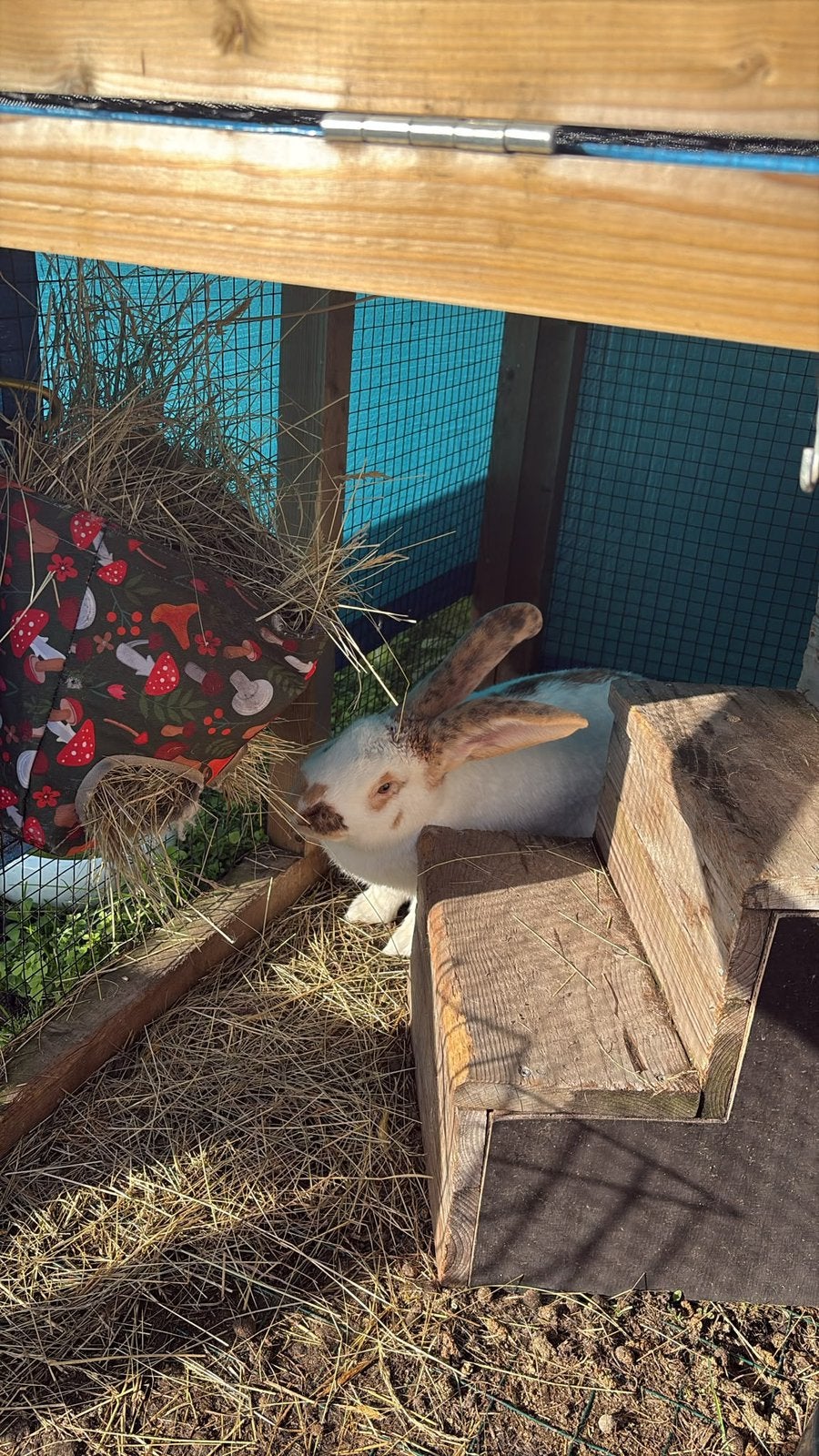 Reuze vlinders ( Groot Lotharingers ), Meerdere dieren, Groot, 0 tot 2 jaar
