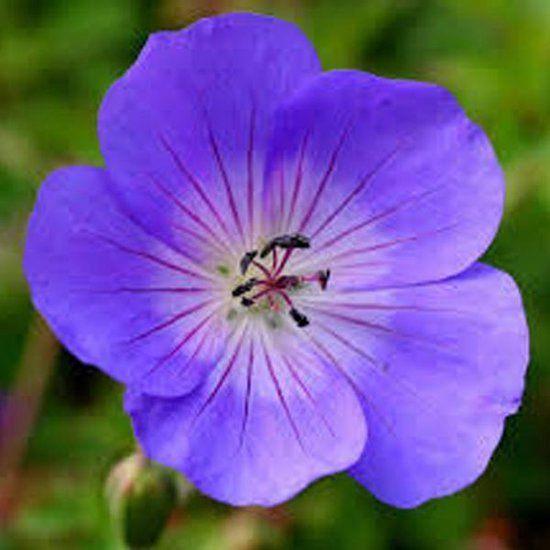 Tuingeranium 'Rozanne', Ophalen, Vaste plant, Bodembedekkers, Volle zon