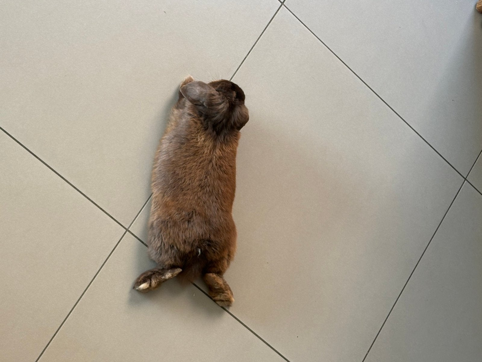 Konijn gratis, Dieren en Toebehoren, Konijnen
