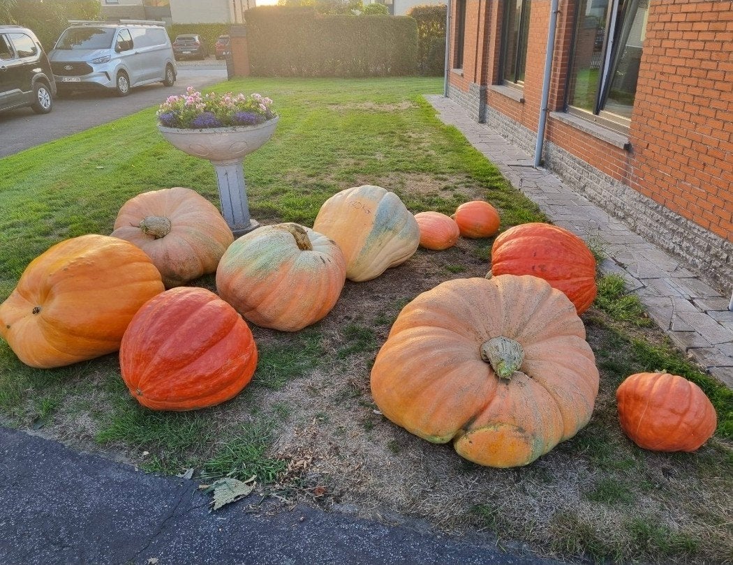 grote pompoen, Ophalen