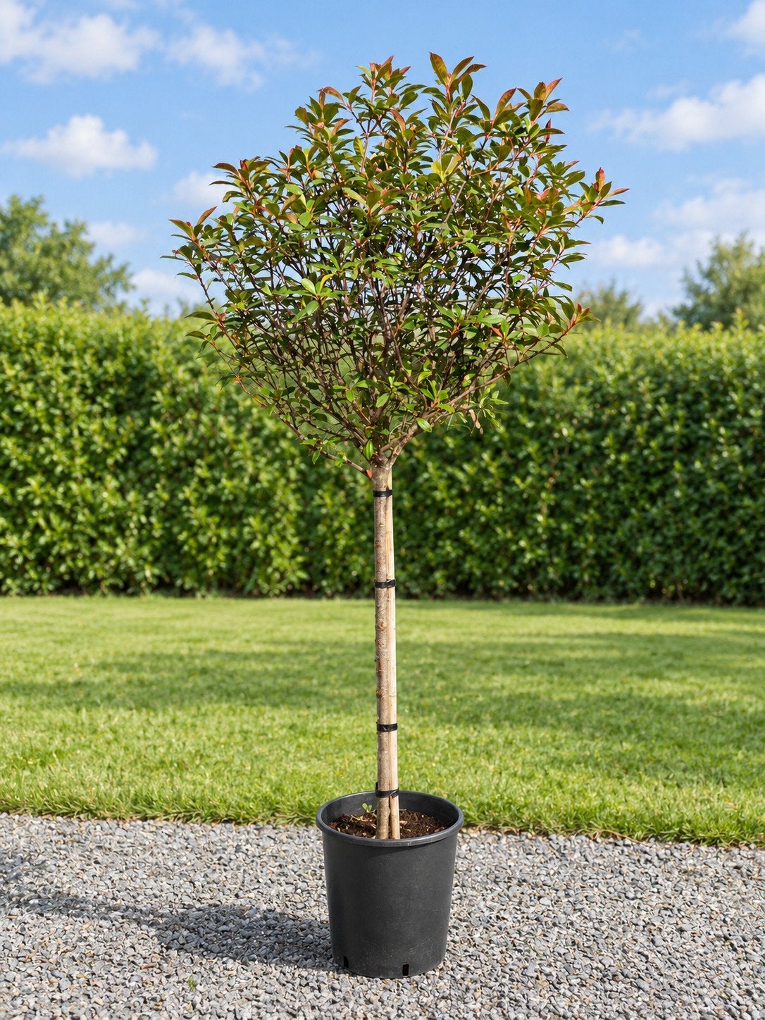 Photinia Fras. Carre Rouge - Glansmispel, Ophalen