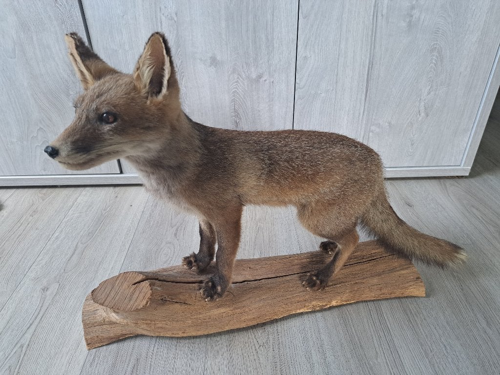 Taxidermie, Enlèvement, Neuf, Animal sauvage, Animal empaillé