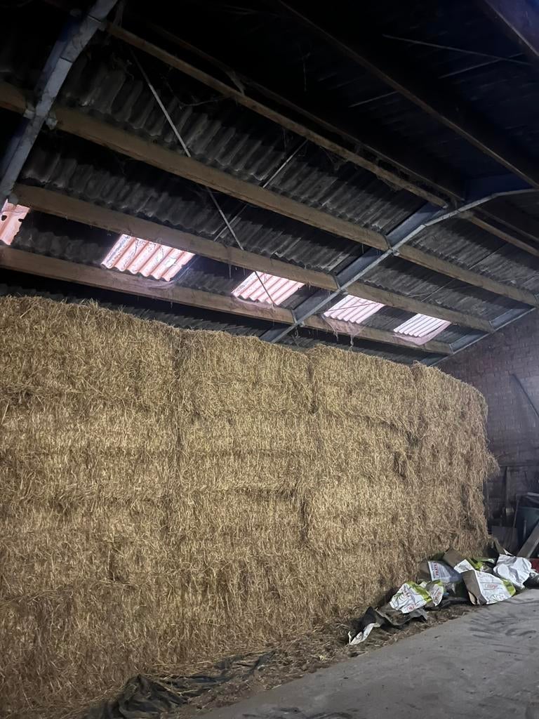 GRASZAADHOOI TE KOOP, Enlèvement ou Envoi, Bétail