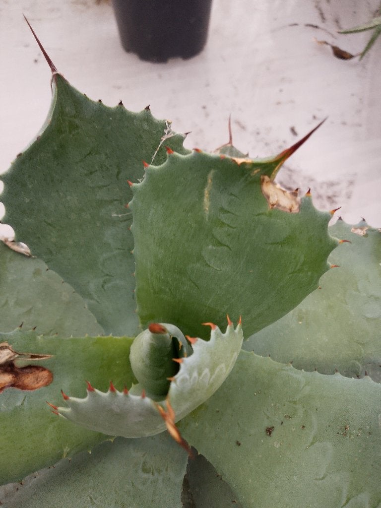 mooie agave, Ophalen