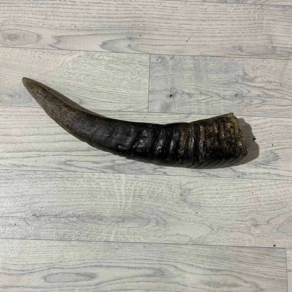 Waterbuffel hoorn los 40cm nr 339 | Lederstore, Collections, Enlèvement ou Envoi, Neuf, Animal de ferme, Bois ou Tête