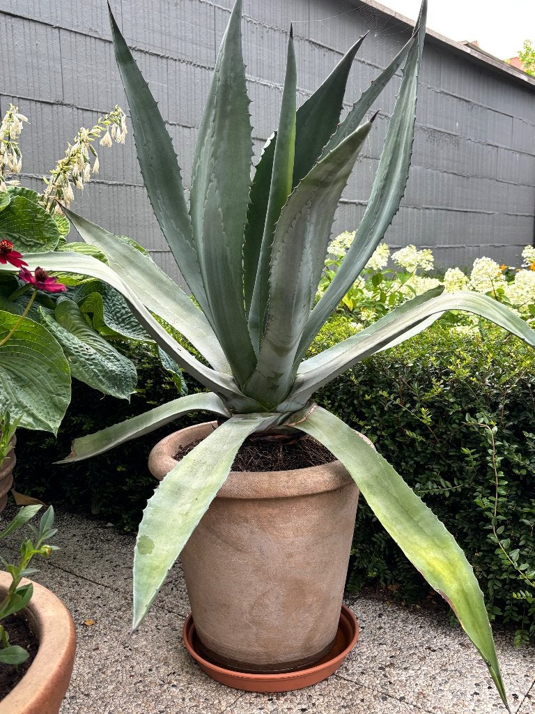 Agave, Ophalen, Overige soorten, Volle zon
