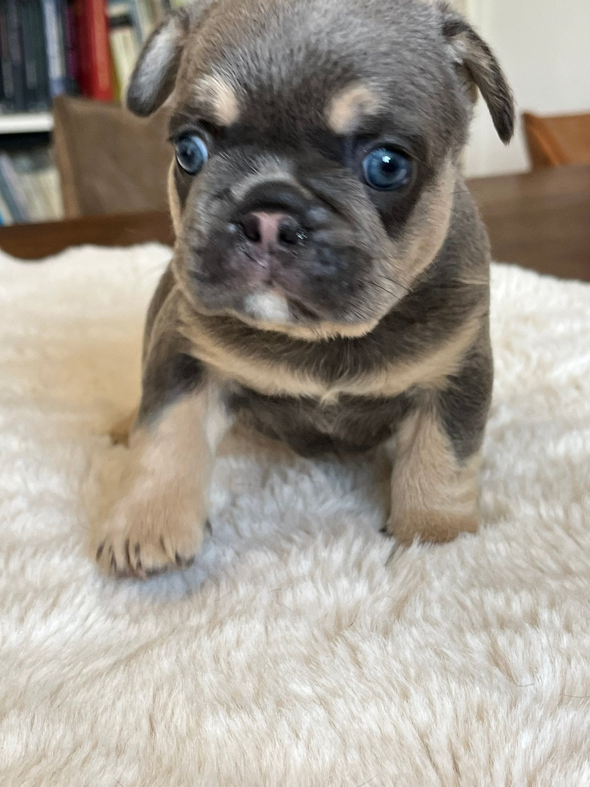Franse Bulldog pups goed opgevoed, Parvo, België, 8 tot 15 weken, Teef